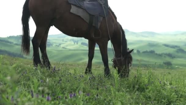 Vacker solnedgång video av en häst i Altai Mountains — Stockvideo