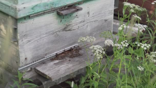 Veel bijen vliegen bij de ingang van de straat — Stockvideo