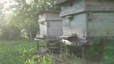 Arılar kovana uçar. Arılar ile eski retro arı kovanları