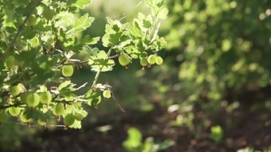 Batan güneşte yeşil bektaşi üzümü güzel meyveleri