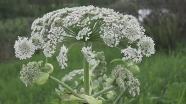 Büyük bir beyaz çiçek Hogweed rüzgarda sallanan