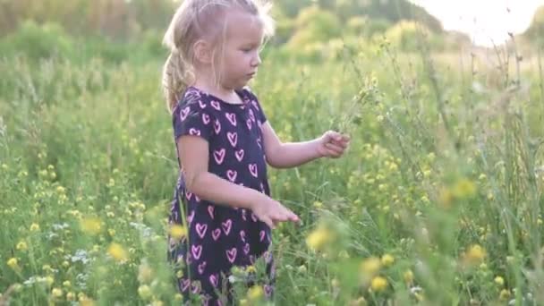 Menina bonita reúne um buquê de flores silvestres no campo — Vídeo de Stock