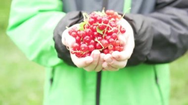 Çocukların elleri kameraya kırmızı frenk üzümü bir sürü germek