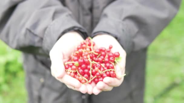 Womens handen strekken een heleboel rode aalbessen in de camera. — Stockvideo