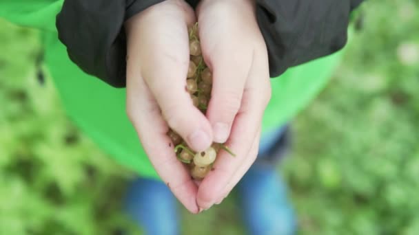 Childrens hands stretch a handful of white currant to the camera — Stock Video