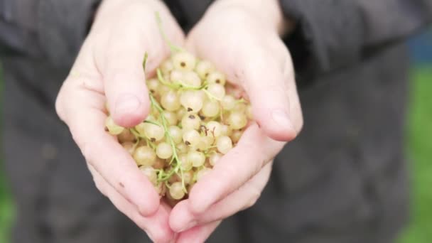 Žena roztáhne svou bílou rybízu k kameře — Stock video