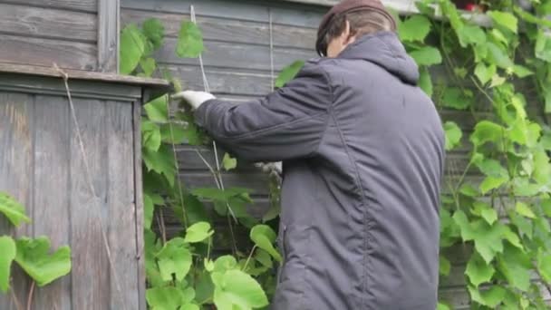 An elderly man caring for a vineyard on a farm — Stock Video