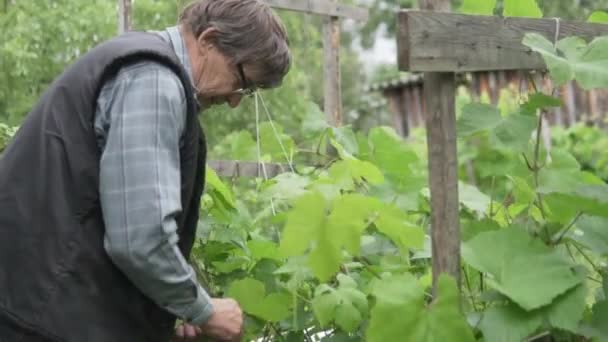 Stary człowiek opiekujący się winoroślą winogron w kraju — Wideo stockowe