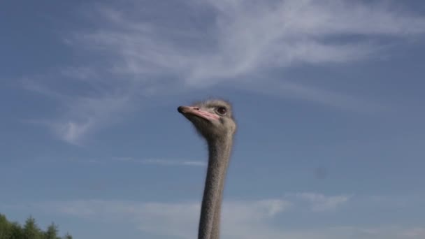 Close-up van een struisvogel tegen de hemel — Stockvideo