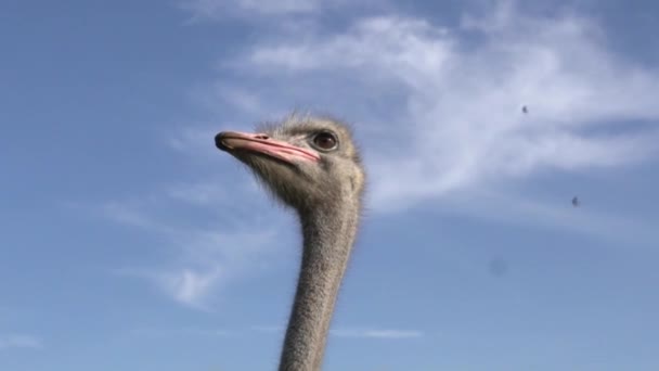 Struisvogel beweegt langzaam zijn hoofd tegen de blauwe hemel. — Stockvideo