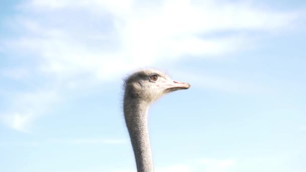 Struisvogel beweegt langzaam zijn hoofd tegen de blauwe hemel — Stockvideo