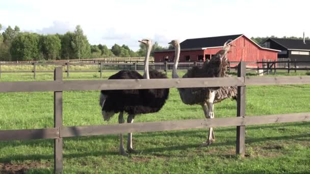 Zwei Strauße stehen im Sommer hinter einem Zaun auf einem Bauernhof — Stockvideo