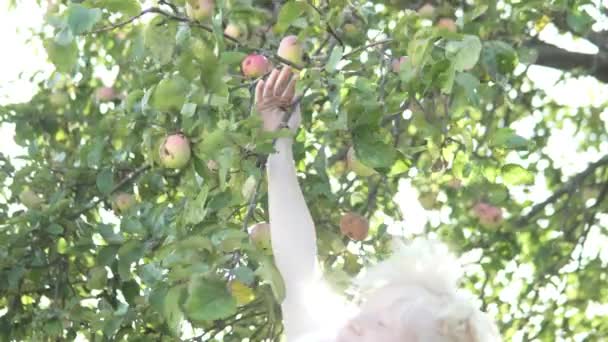 Uma criança escolhe maçãs de uma árvore de maçã — Vídeo de Stock