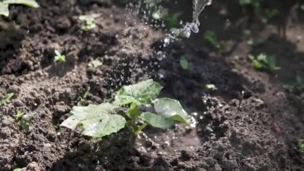 Su dolu bir yatakta ağır çekimde kabak filizleri. — Stok video