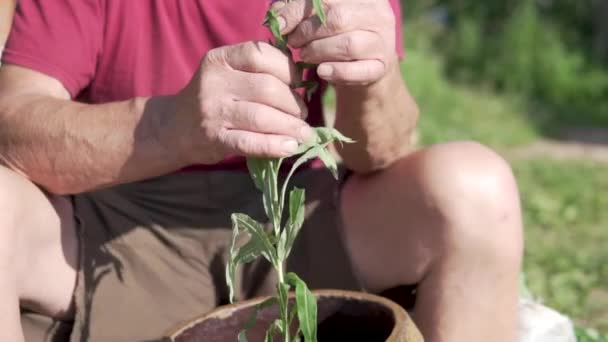 A man makes Ivans tea preparations. — Stock Video