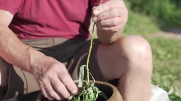 Большие морщинистые мужские руки удаляют листья с растения Иван чай — стоковое видео