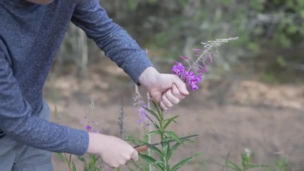 Een jongen snijdt een wilg-thee bloem in een veld af. — Stockvideo