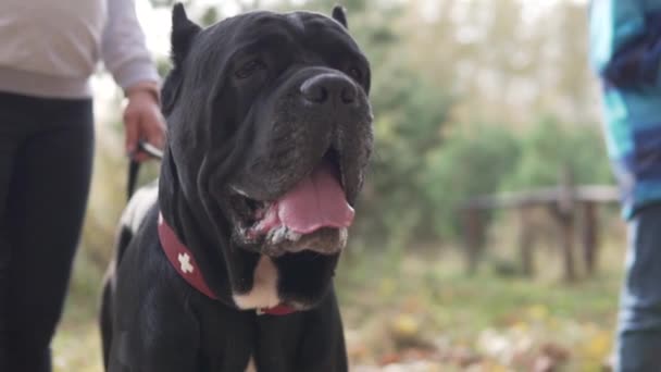 Un primer plano del gran perro negro del Cane Corso — Vídeos de Stock
