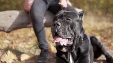 Bir kadın sonbahar parkında köpeğini gezdirir.