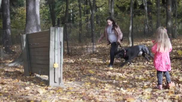 Une femme entraîne un grand corso de canne à chien pour sauter par-dessus le borrier tout en marchant — Video