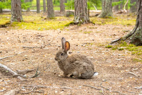 Sitting rabbit in the forest, Imatra, Finland
