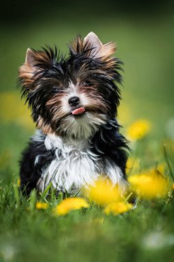 sevimli Biewer Yorkshire Terrier köpek çim dandelions ile çalışan