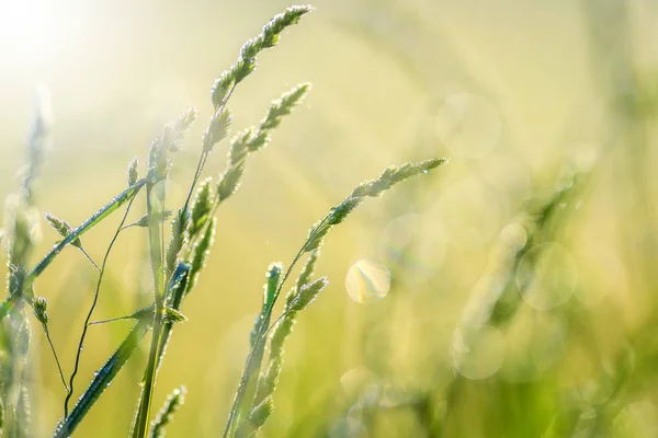 Meadow Grass Dew Morning — Stock Photo, Image