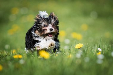 sevimli Biewer Yorkshire Terrier köpek çim dandelions ile çalışan