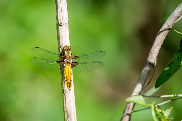 Gele Dragonfly Gras Weide Macrofotografie — Stockfoto
