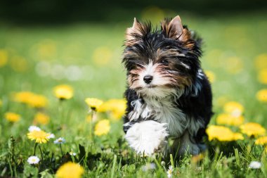 sevimli Biewer Yorkshire Terrier köpek çim dandelions ile çalışan