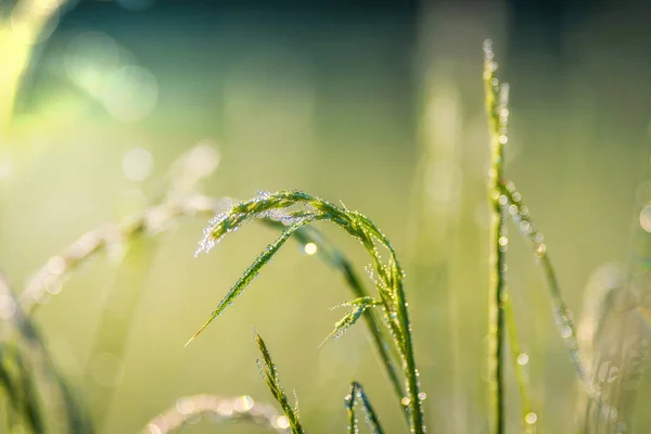 Meadow Grass Dew Morning — Stock Photo, Image