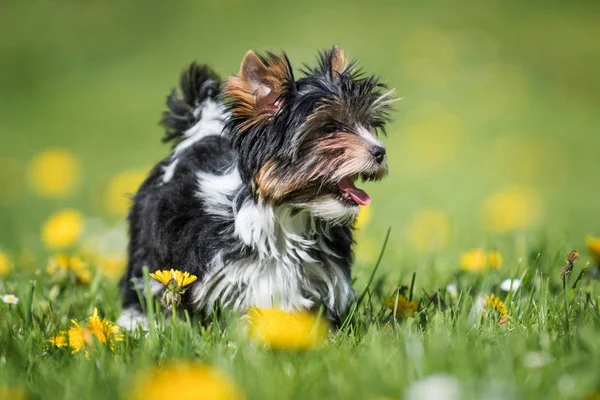Lindo Biewer Yorkshire Terrier Cachorro Corriendo Hierba Con Dientes León — Foto de Stock