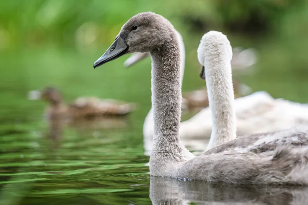 Swan Cygnus Olor Piskląt Green River Przyrodnicza Zwierząt Tle Jest — Zdjęcie stockowe