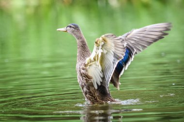 Green Nehri, vahşi hayvan kanatlarında ördek yeşilbaş (Anas platyrhynchos) uzanır 