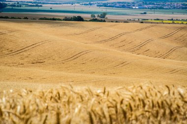 Moravyalı Toskana manzara, south Moravia, Çek Cumhuriyeti