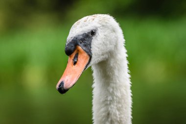 Kuğu (Cygnus rengi) portre yeşil yeşil arka plan, yaban hayatı hayvan fotoğraf üzerinde