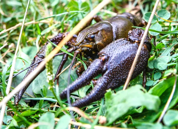 野生動物動物で欧州ザリガニ Astacus Astacus を生きています — ストック写真