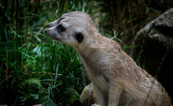 Dos Bastante Suricata Suricata Suricatta Cerca Roca — Foto de Stock