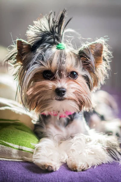 Söt Biewer Yorkshire Terrier Sittande Eller Vilar Säng Hund Porträtt Stockbild