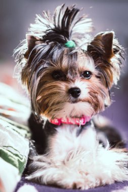 sevimli Biewer Yorkshire otururken veya bir yatakta istirahat korkunç. Köpekler portre