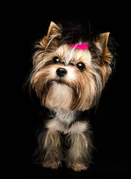 Söt Biewer Yorkshire Terrier Med Rosa Rosett Svart Bakgrund Hund — Stockfoto