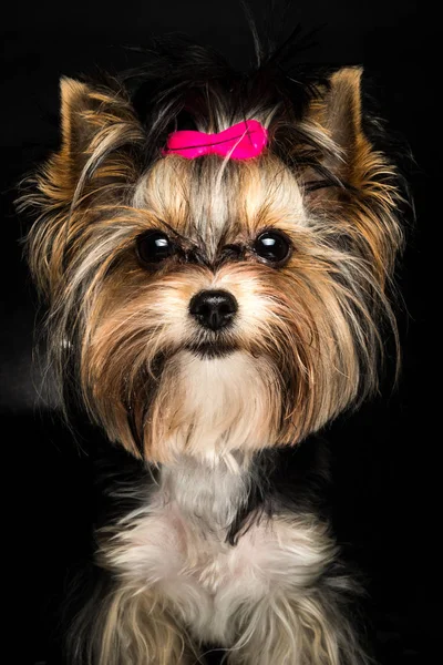 Söt Biewer Yorkshire Terrier Med Rosa Rosett Svart Bakgrund Hund — Stockfoto