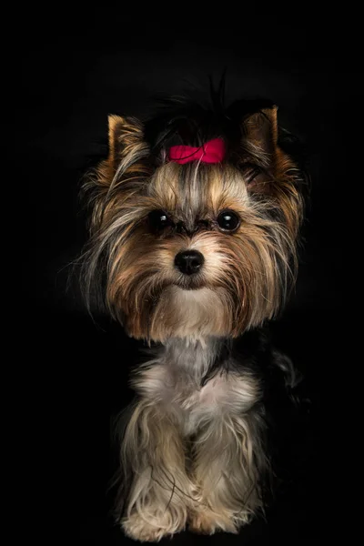 Söt Biewer Yorkshire Terrier Med Rosa Rosett Svart Bakgrund Hund — Stockfoto