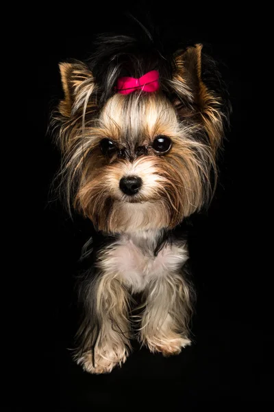 Cute Biewer Yorkshire Terrier Pink Bow Black Background Dogs Portrait — Stock Photo, Image