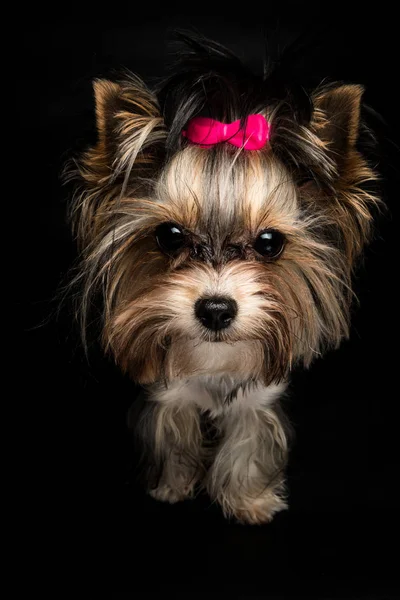 Biewer Yorkshire Terrier — Stockfoto