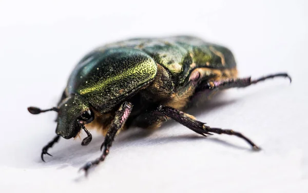 Green metallic beetle on white paper macro