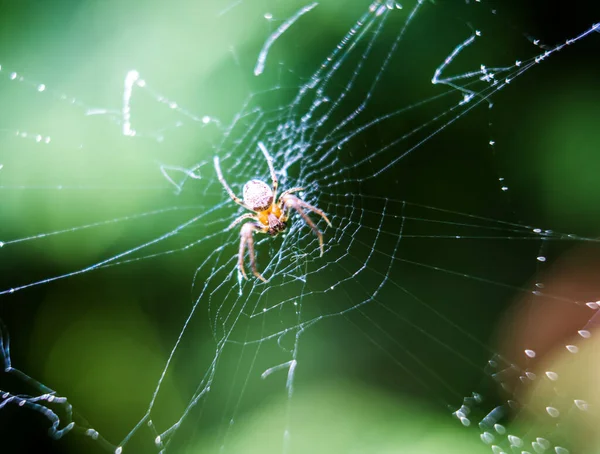 Kleine Spin Netto Macro Fotografie — Stockfoto