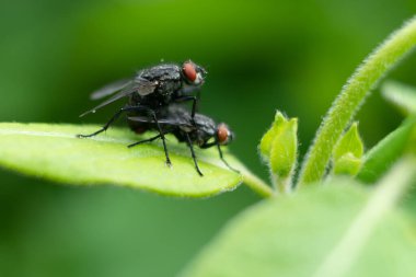 Yeşil yapraklı makro fotoğrafçılıkta iki sinek.