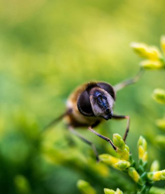 Yeşil yapraklı makro fotoğraftaki sinek.