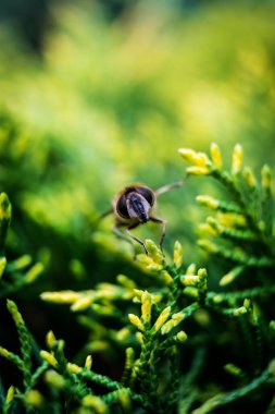 Yeşil yapraklı makro fotoğraftaki sinek.